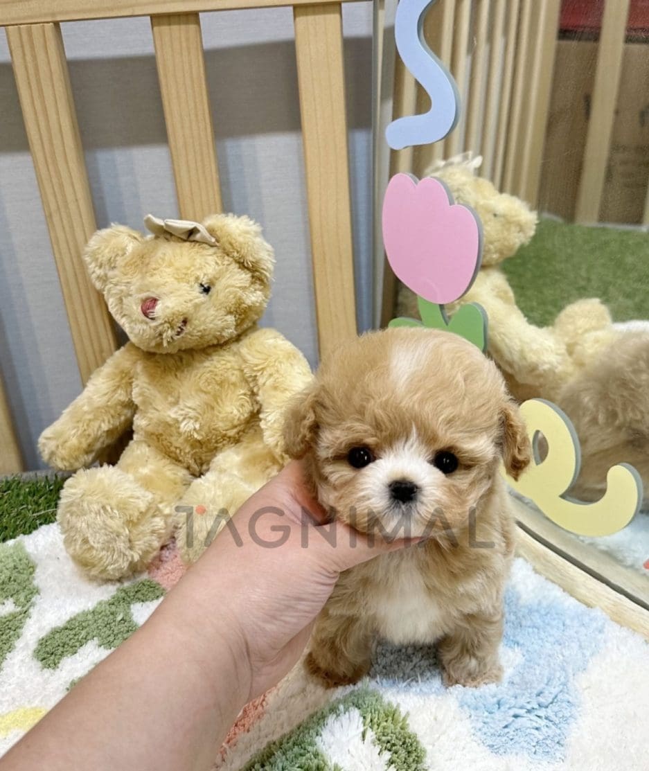 Maltipoo puppy for sale, dog for sale at Tagnimal