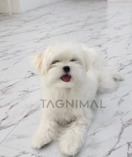 Maltese puppy for sale, dog for sale at Tagnimal