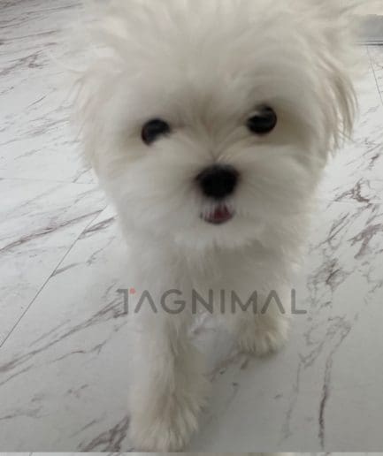 Maltese puppy for sale, dog for sale at Tagnimal