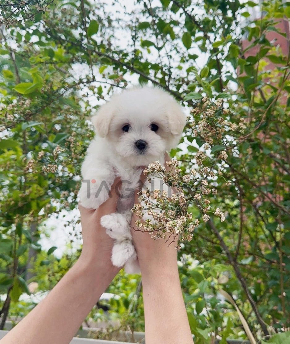 Coton de Tulear puppy for sale, dog for sale at Tagnimal