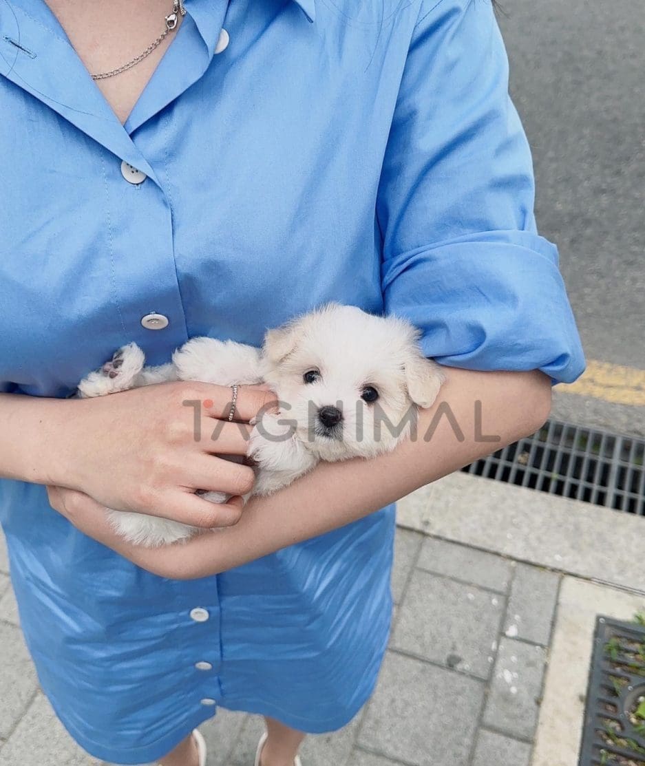 Coton de Tulear puppy for sale, dog for sale at Tagnimal