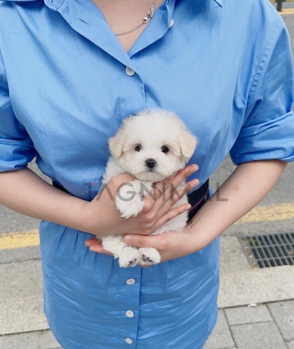 Coton de Tulear puppy for sale, dog for sale at Tagnimal