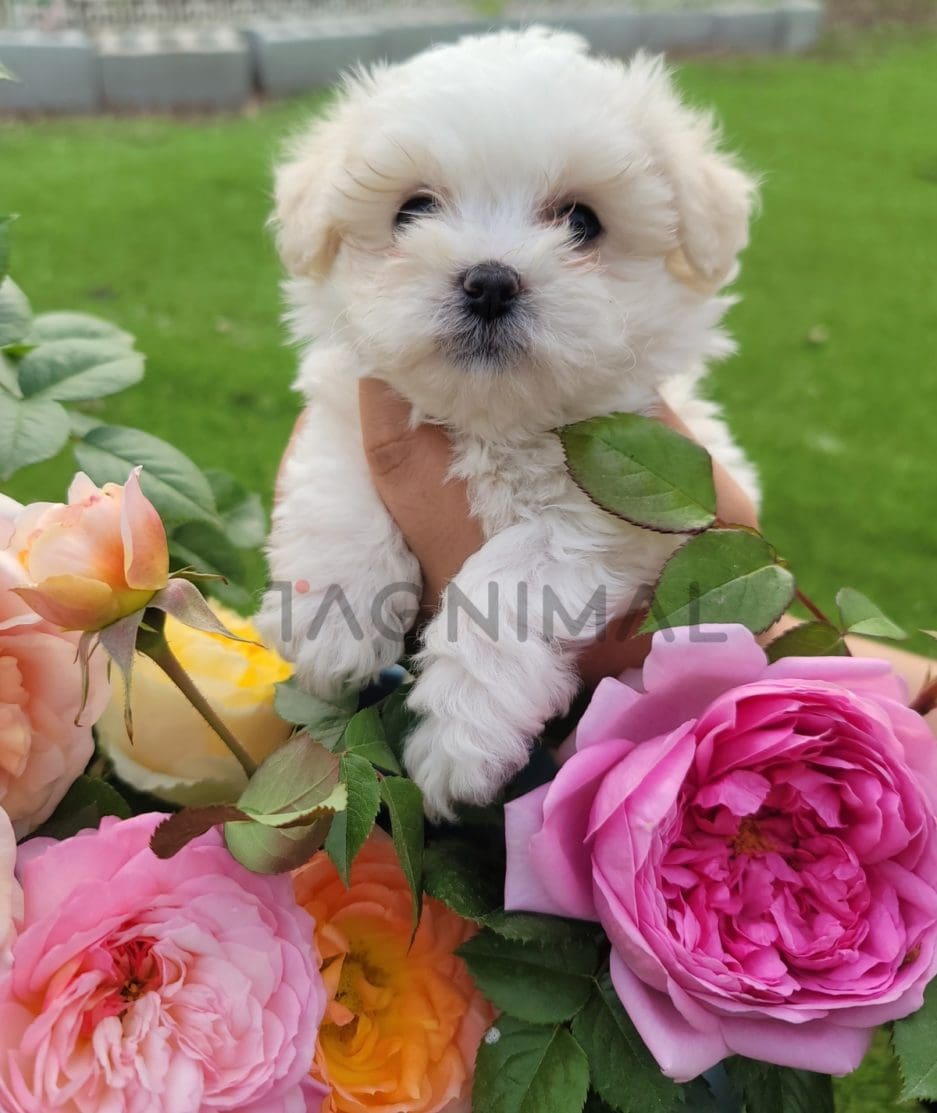 Coton de Tulear