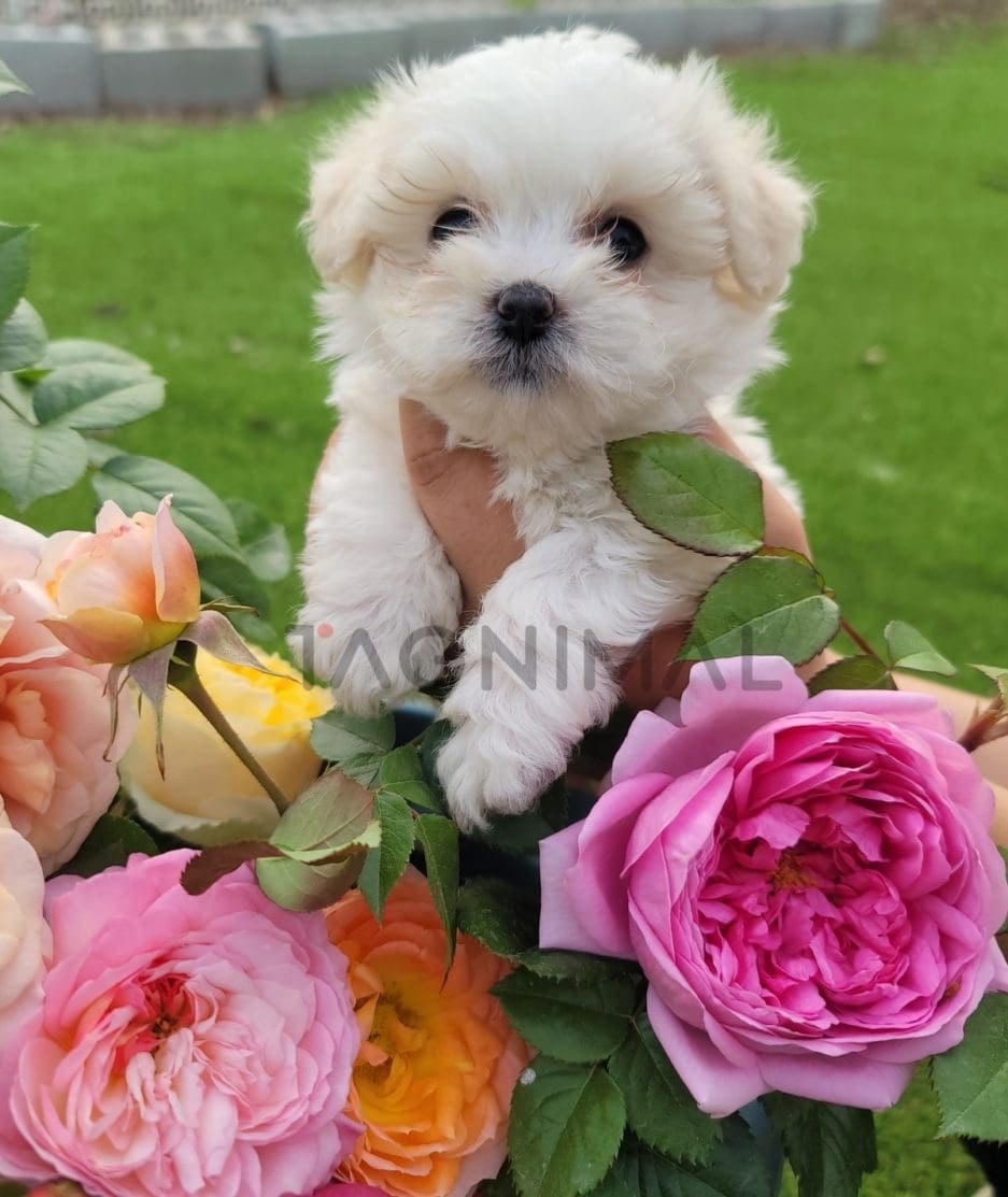 Coton de Tulear puppy for sale, dog for sale at Tagnimal