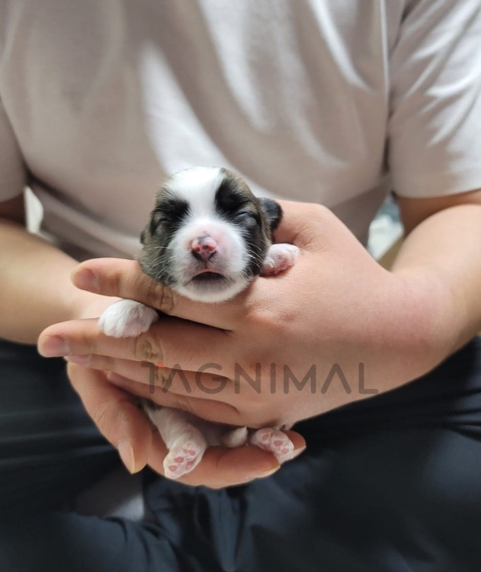 Coton de Tulear puppy for sale, dog for sale at Tagnimal