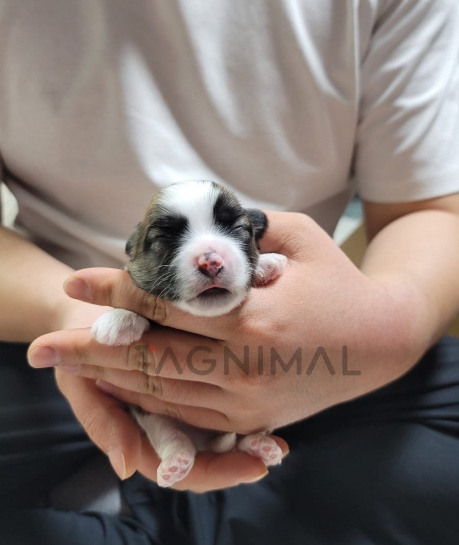 Coton de Tulear puppy for sale, dog for sale at Tagnimal