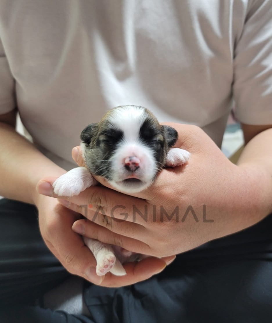 Coton de Tulear puppy for sale, dog for sale at Tagnimal