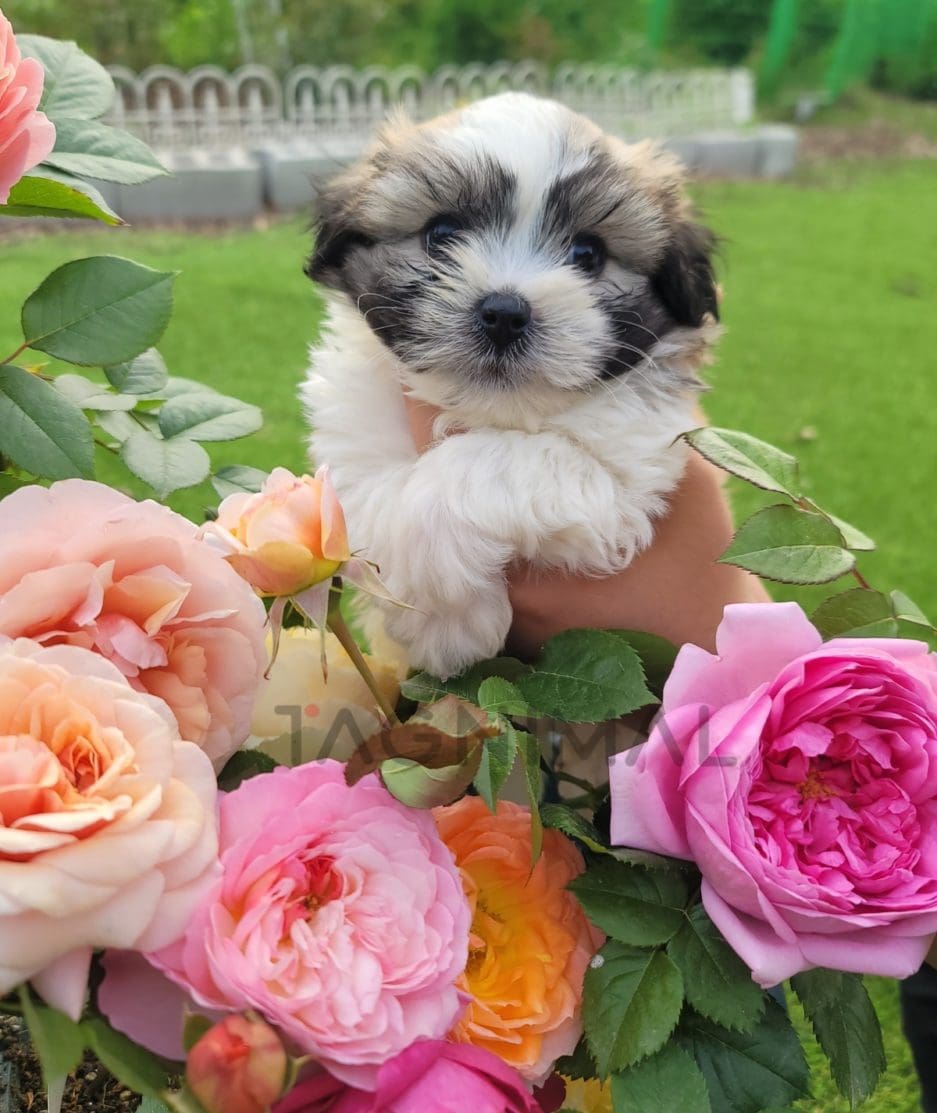 Coton de Tulear puppy for sale, dog for sale at Tagnimal