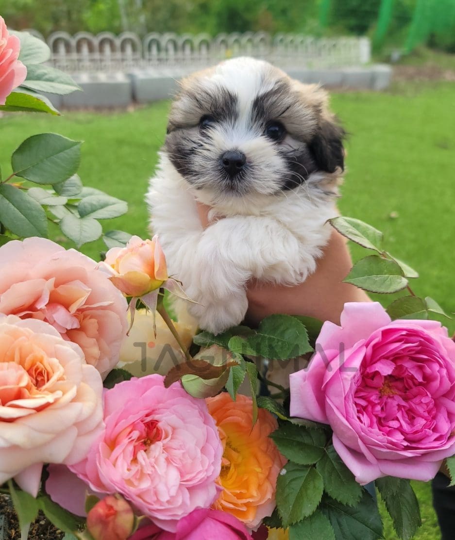 Coton de Tulear puppy for sale, dog for sale at Tagnimal