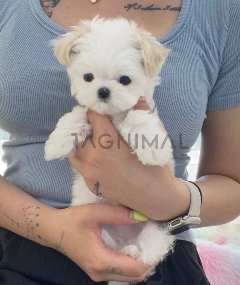 Maltese puppy for sale, dog for sale at Tagnimal