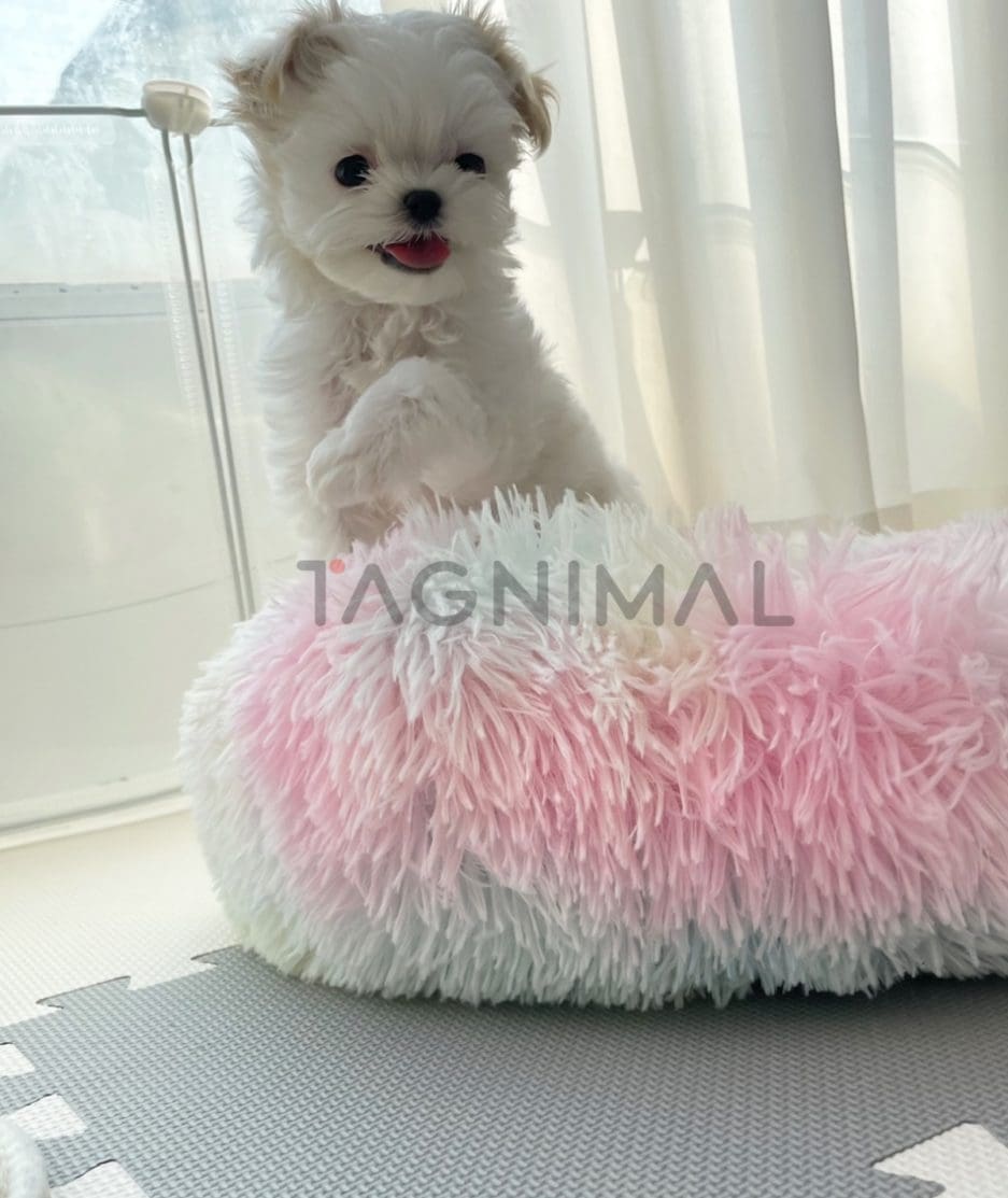 Maltese puppy for sale, dog for sale at Tagnimal