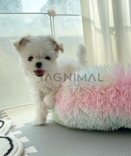 Maltese puppy for sale, dog for sale at Tagnimal