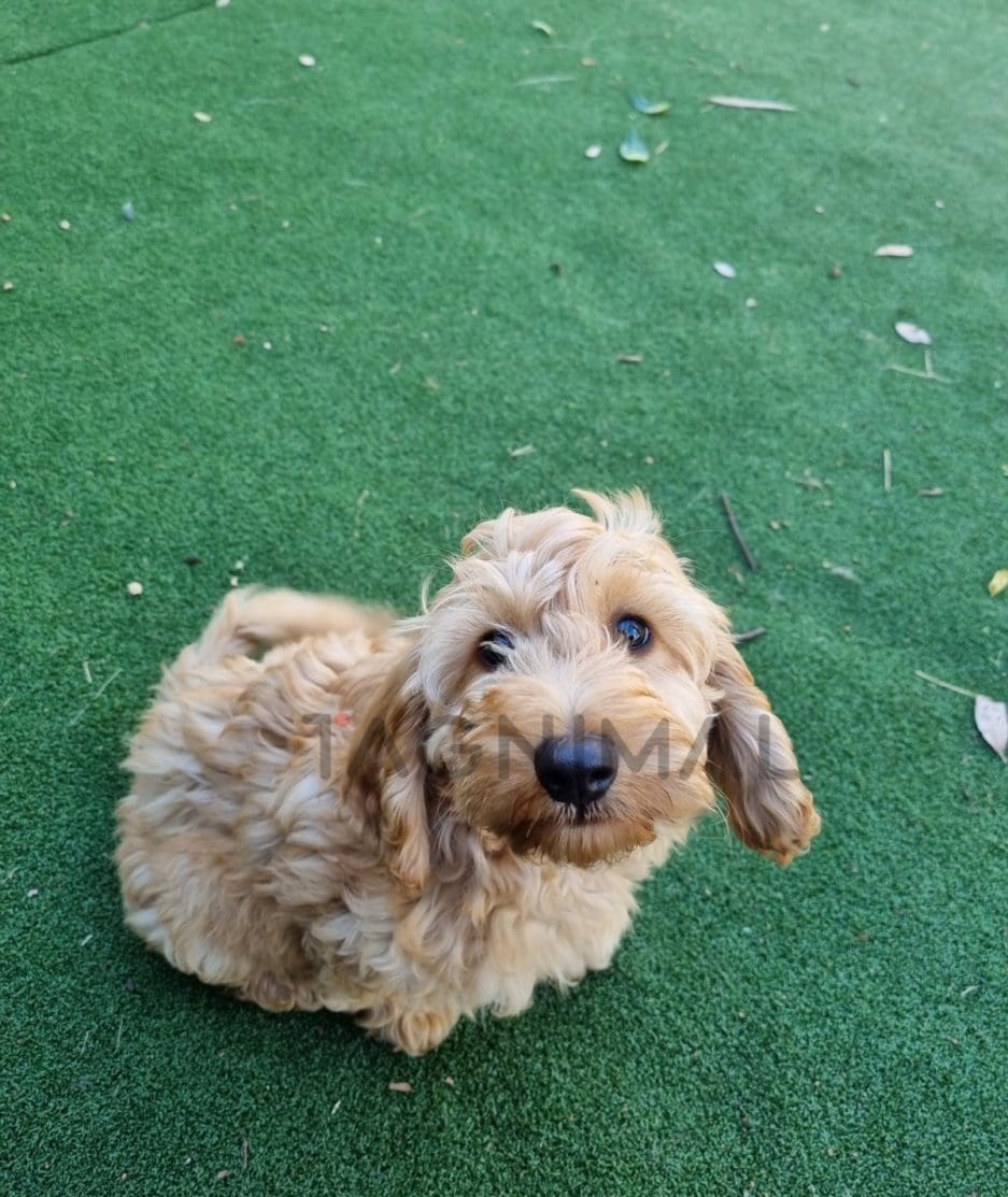 Cockapoo puppy for sale, dog for sale at Tagnimal