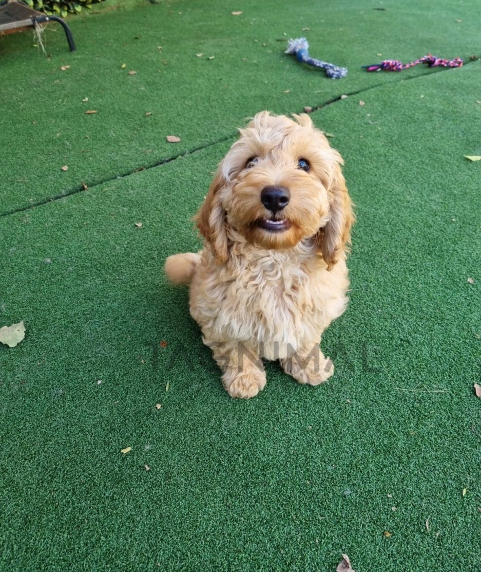 Cockapoo puppy for sale, dog for sale at Tagnimal