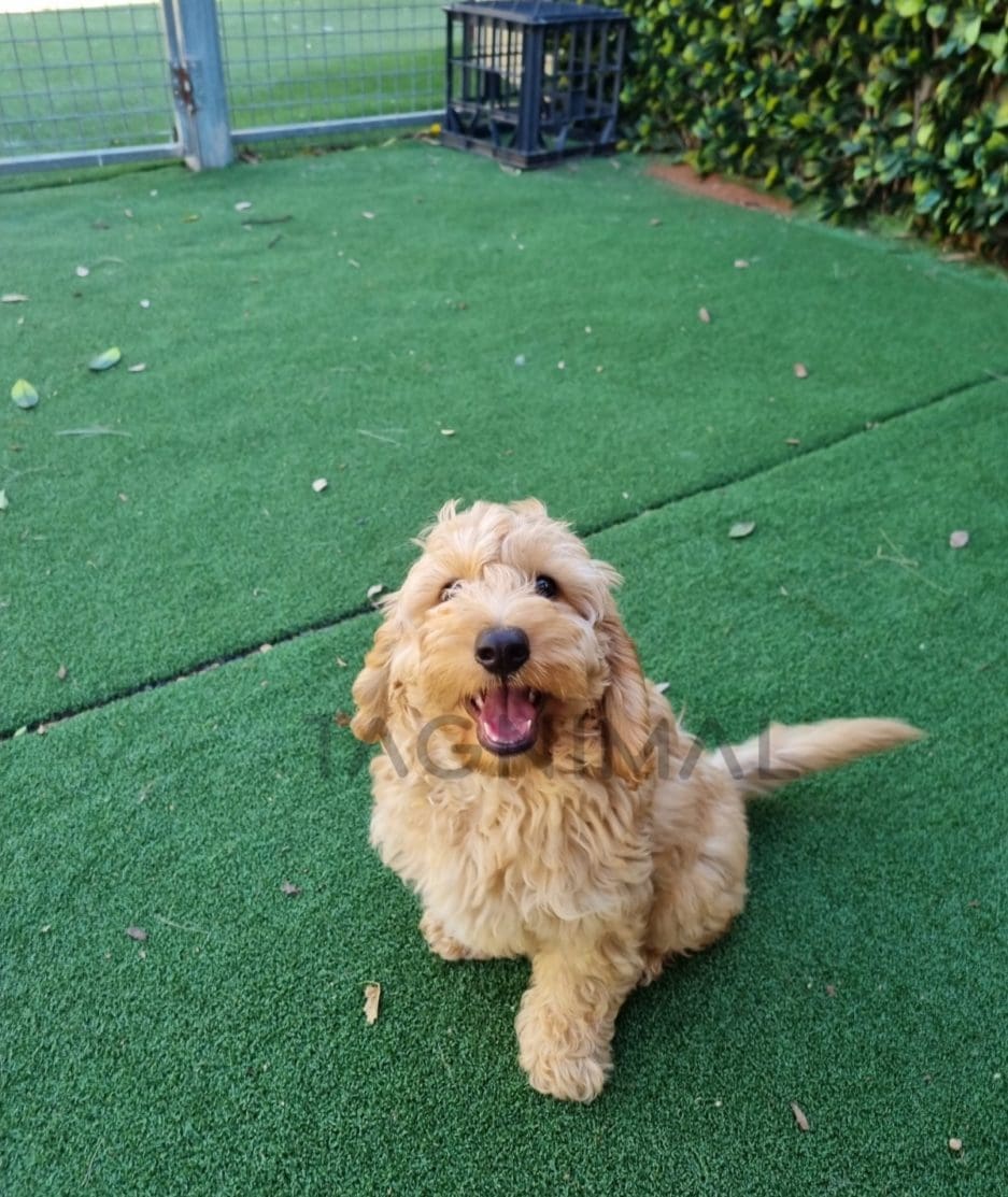 Cockapoo puppy for sale, dog for sale at Tagnimal