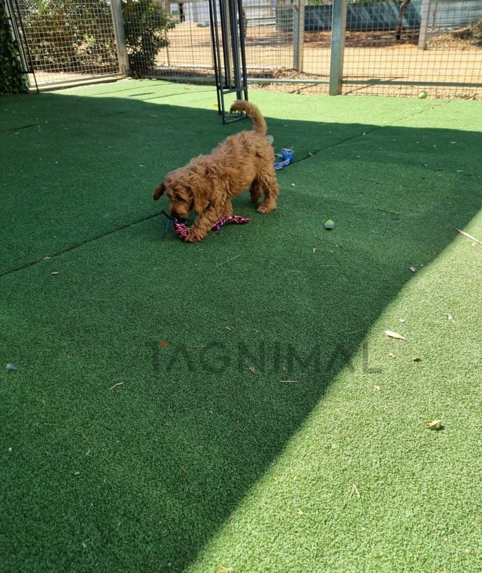 Cockapoo puppy for sale, dog for sale at Tagnimal