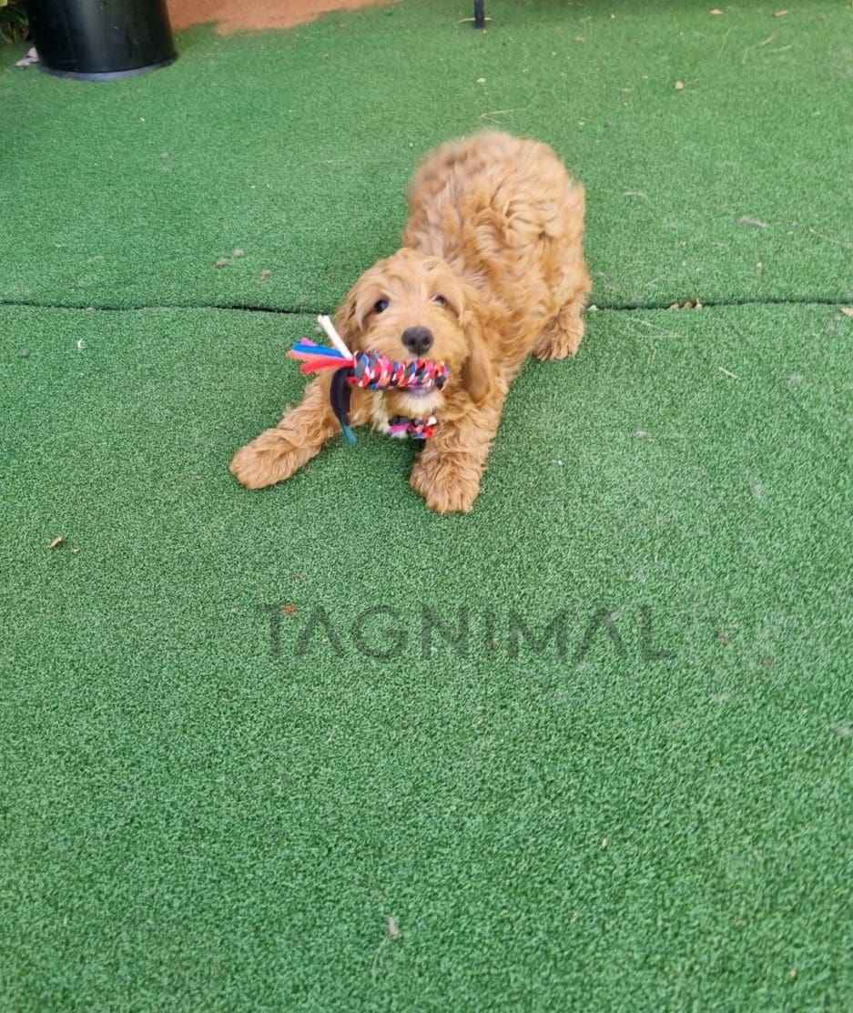 Cockapoo puppy for sale, dog for sale at Tagnimal