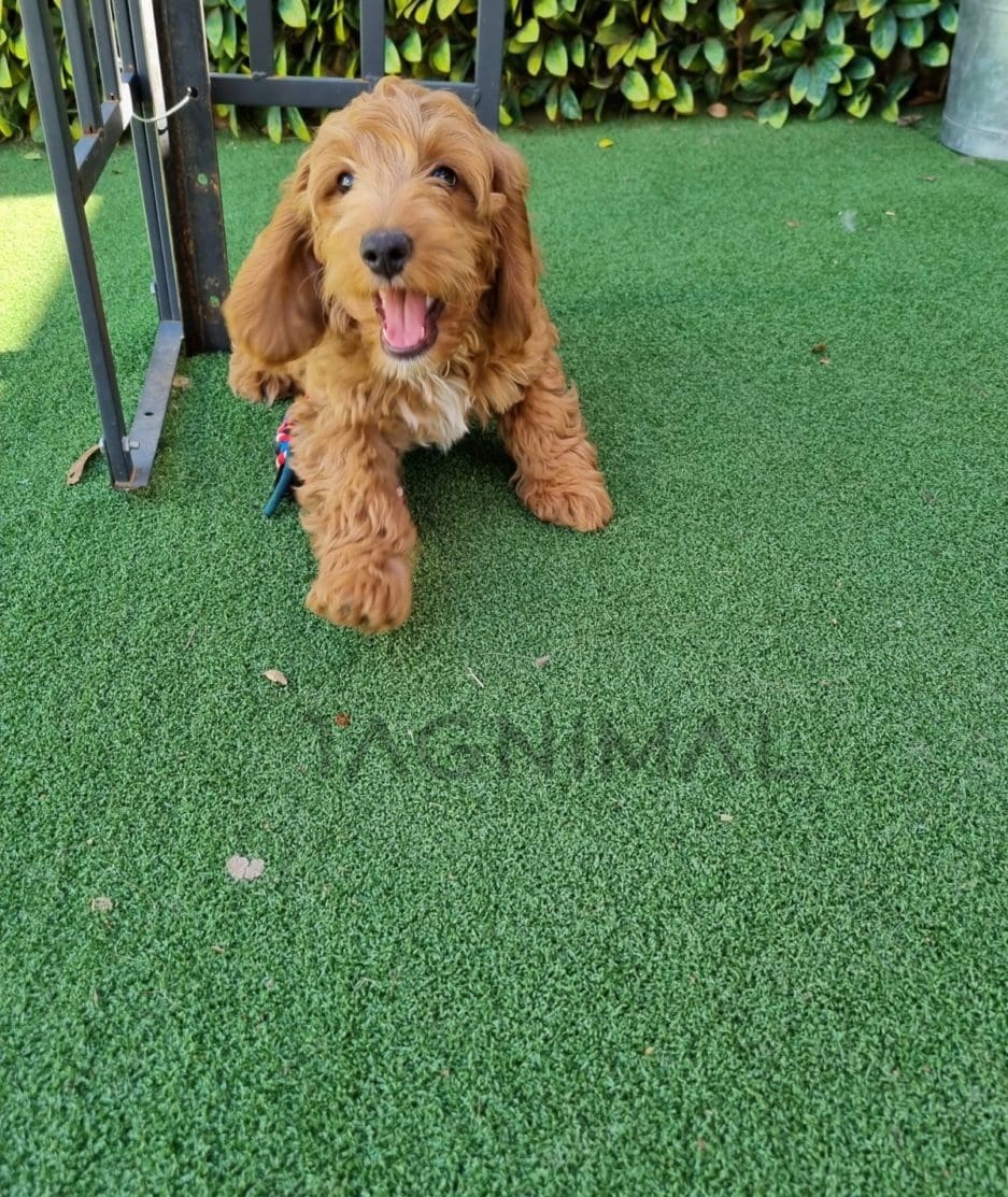 Cockapoo puppy for sale, dog for sale at Tagnimal