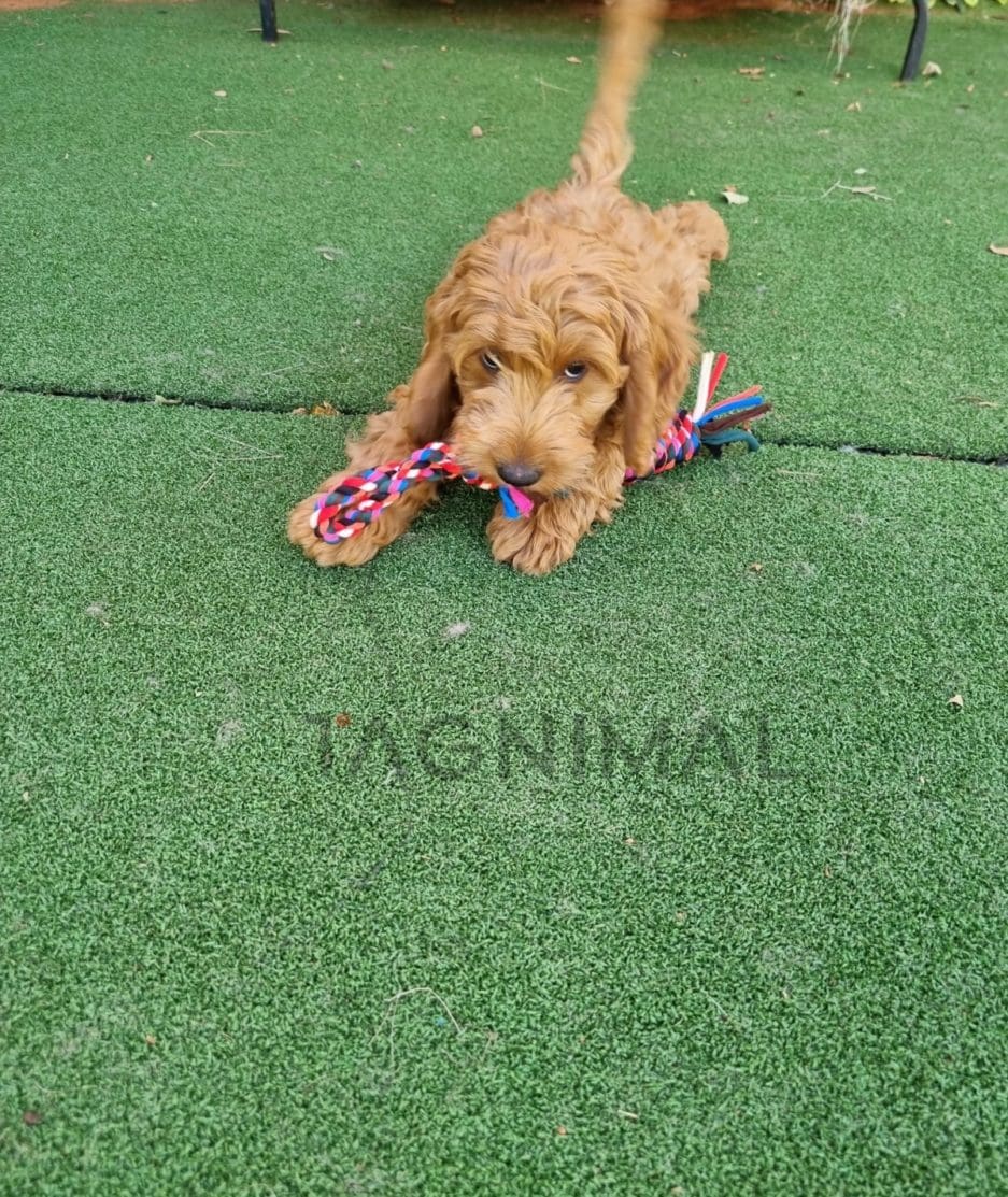 Cockapoo puppy for sale, dog for sale at Tagnimal