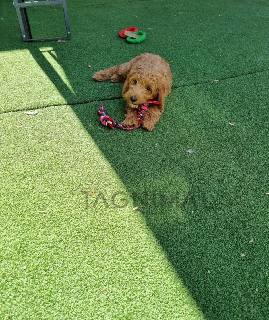 Cockapoo puppy for sale, dog for sale at Tagnimal