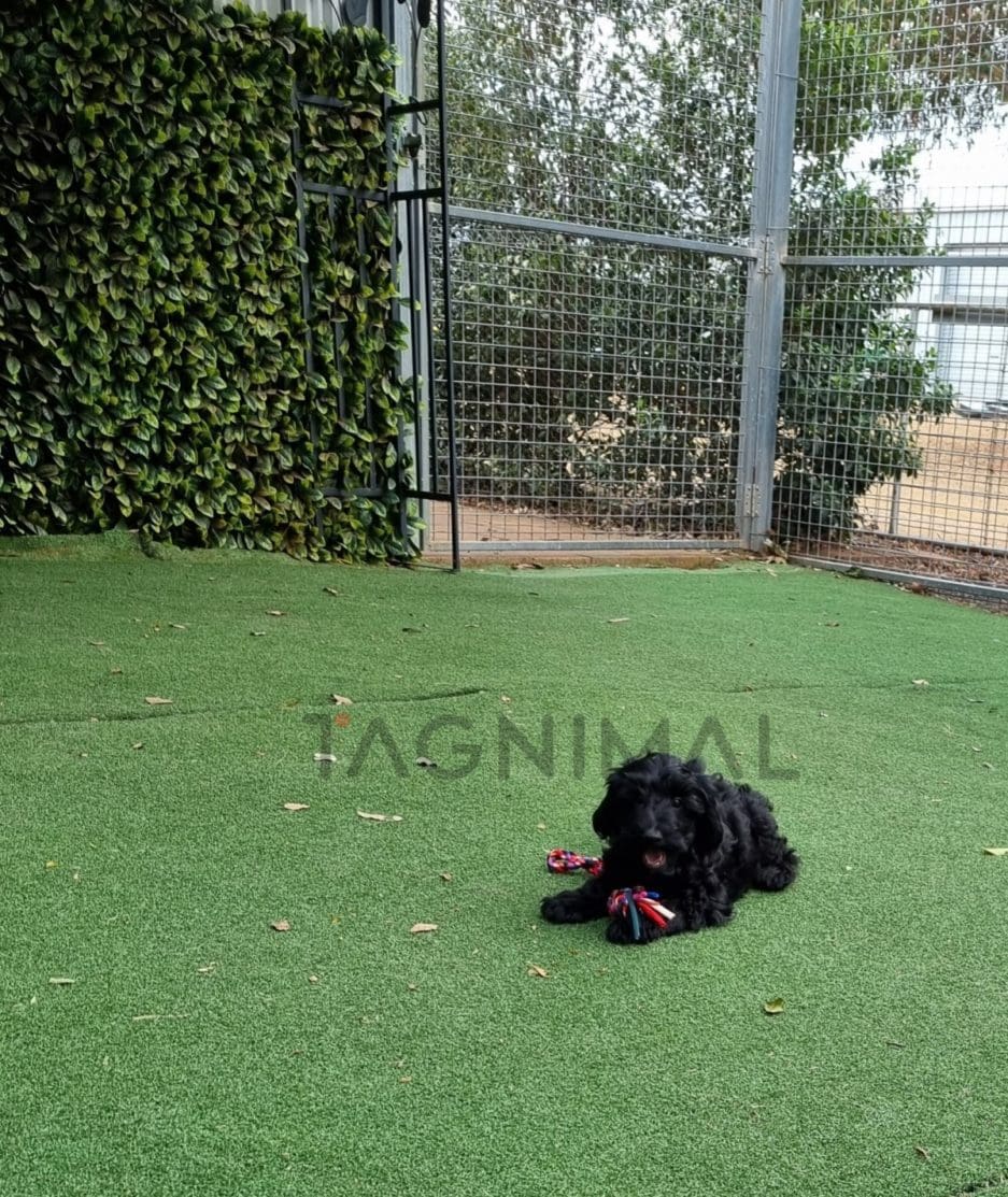 Cockapoo puppy for sale, dog for sale at Tagnimal