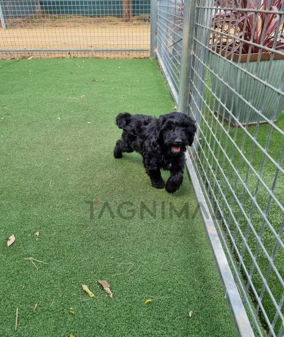 Cockapoo puppy for sale, dog for sale at Tagnimal