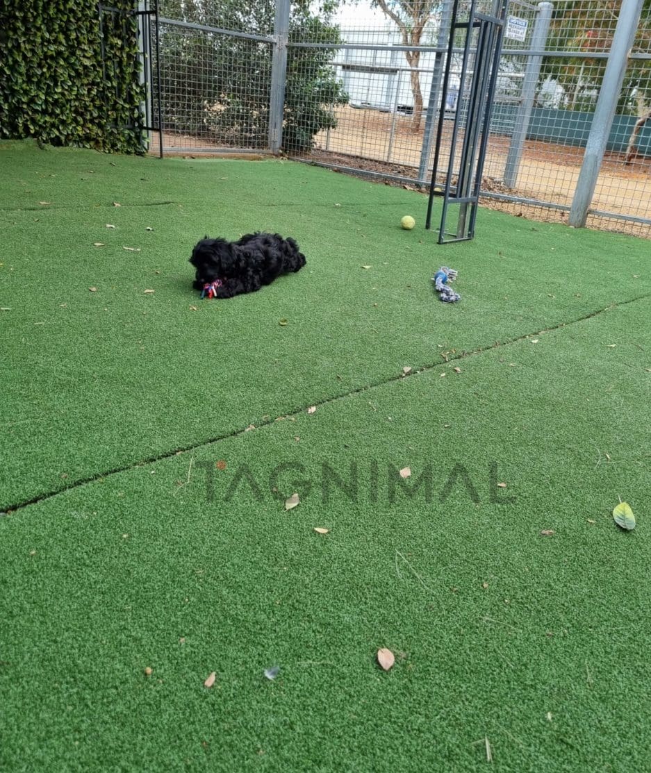 Cockapoo puppy for sale, dog for sale at Tagnimal