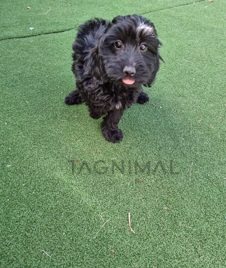 Cockapoo puppy for sale, dog for sale at Tagnimal