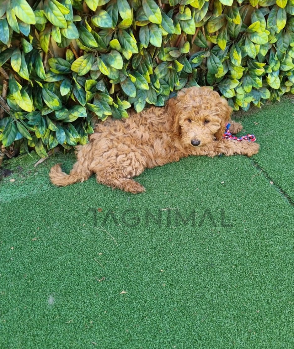 Cockapoo puppy for sale, dog for sale at Tagnimal