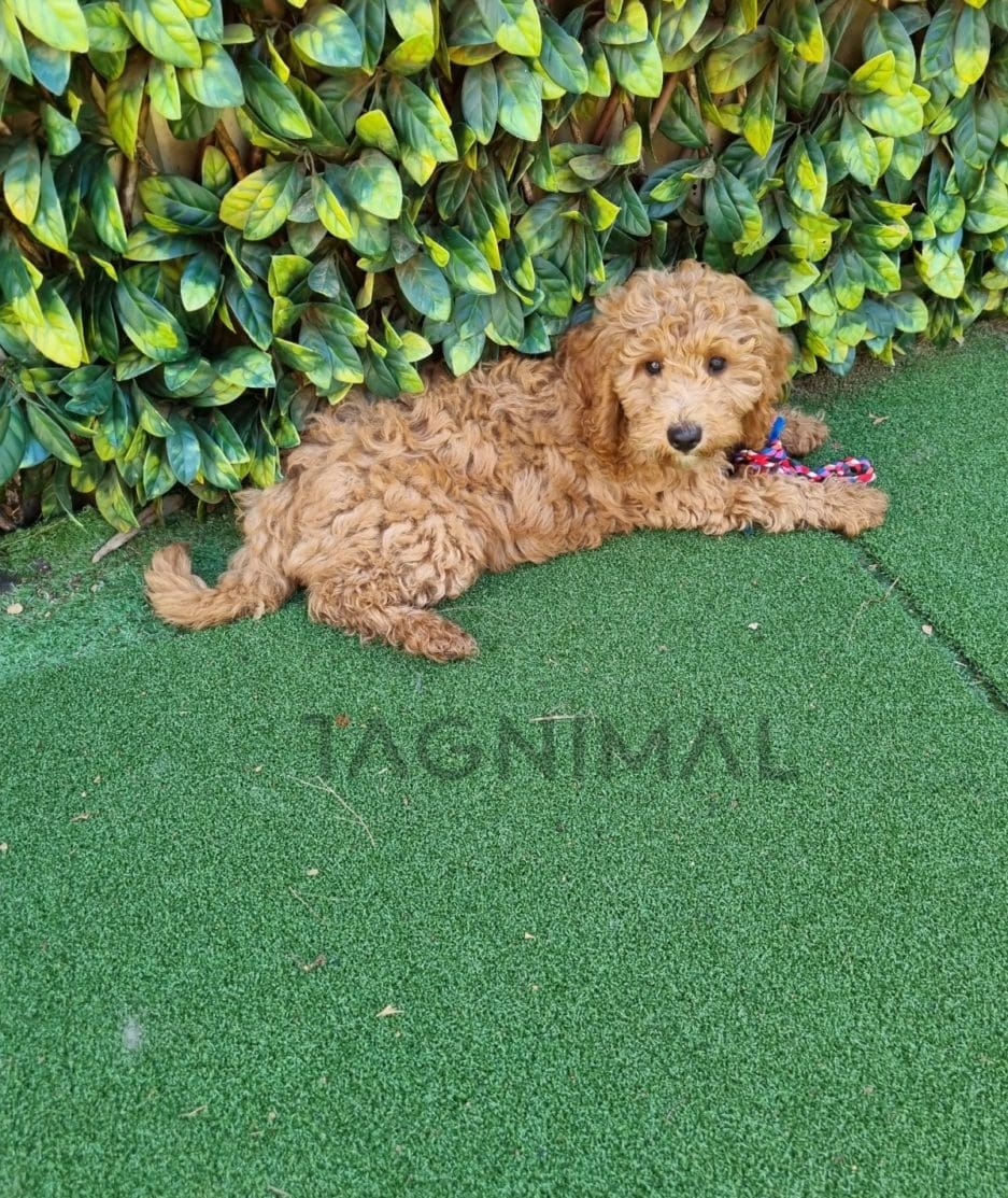 Cockapoo puppy for sale, dog for sale at Tagnimal