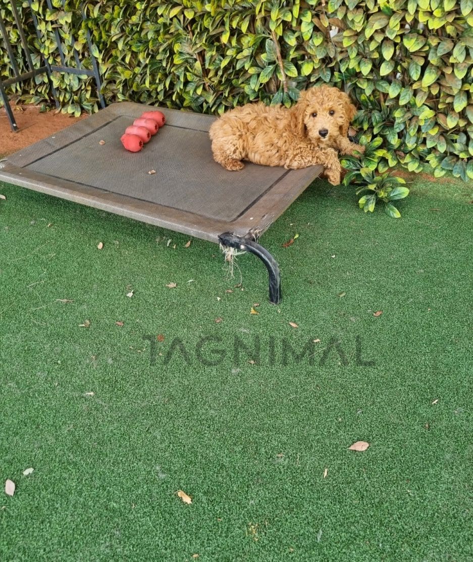 Cockapoo puppy for sale, dog for sale at Tagnimal