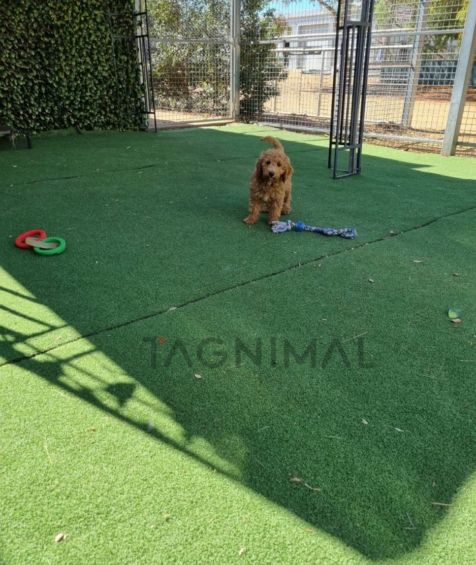 Cockapoo puppy for sale, dog for sale at Tagnimal