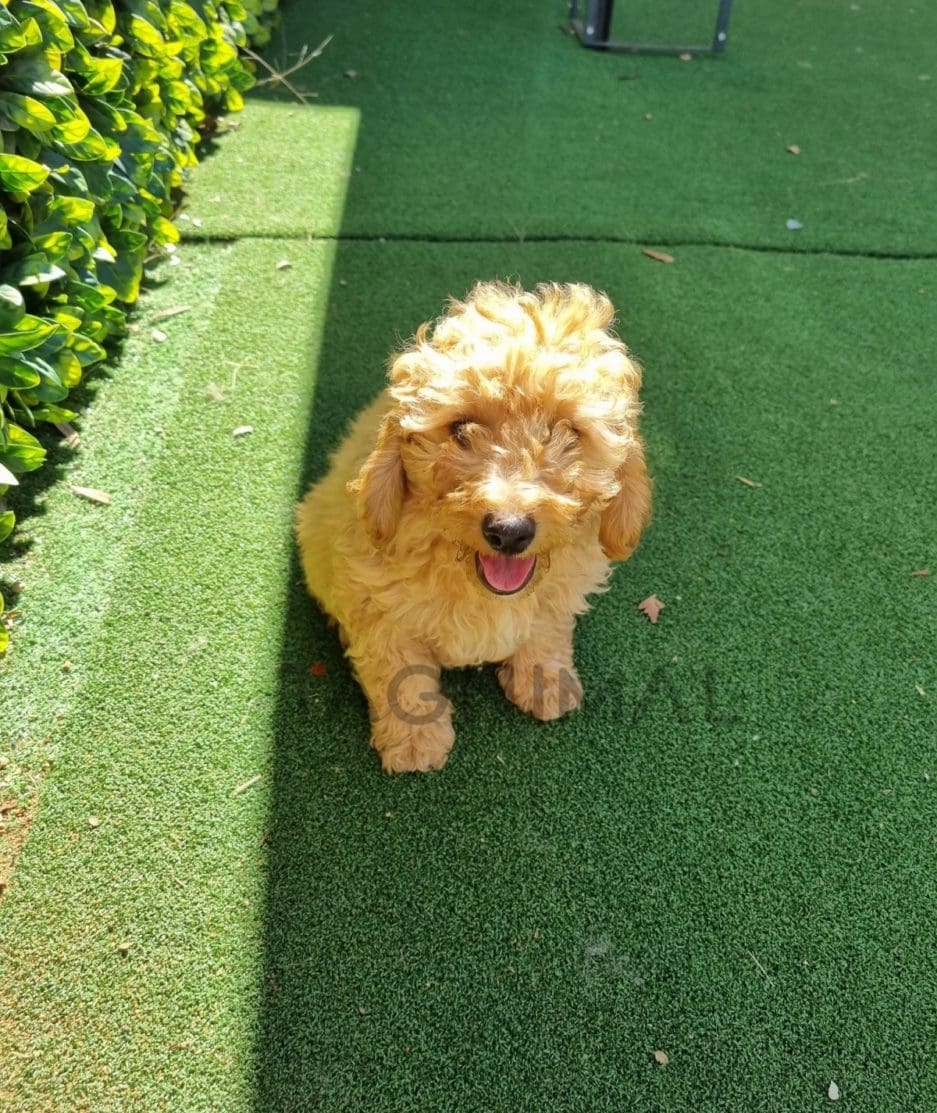 Cockapoo puppy for sale, dog for sale at Tagnimal