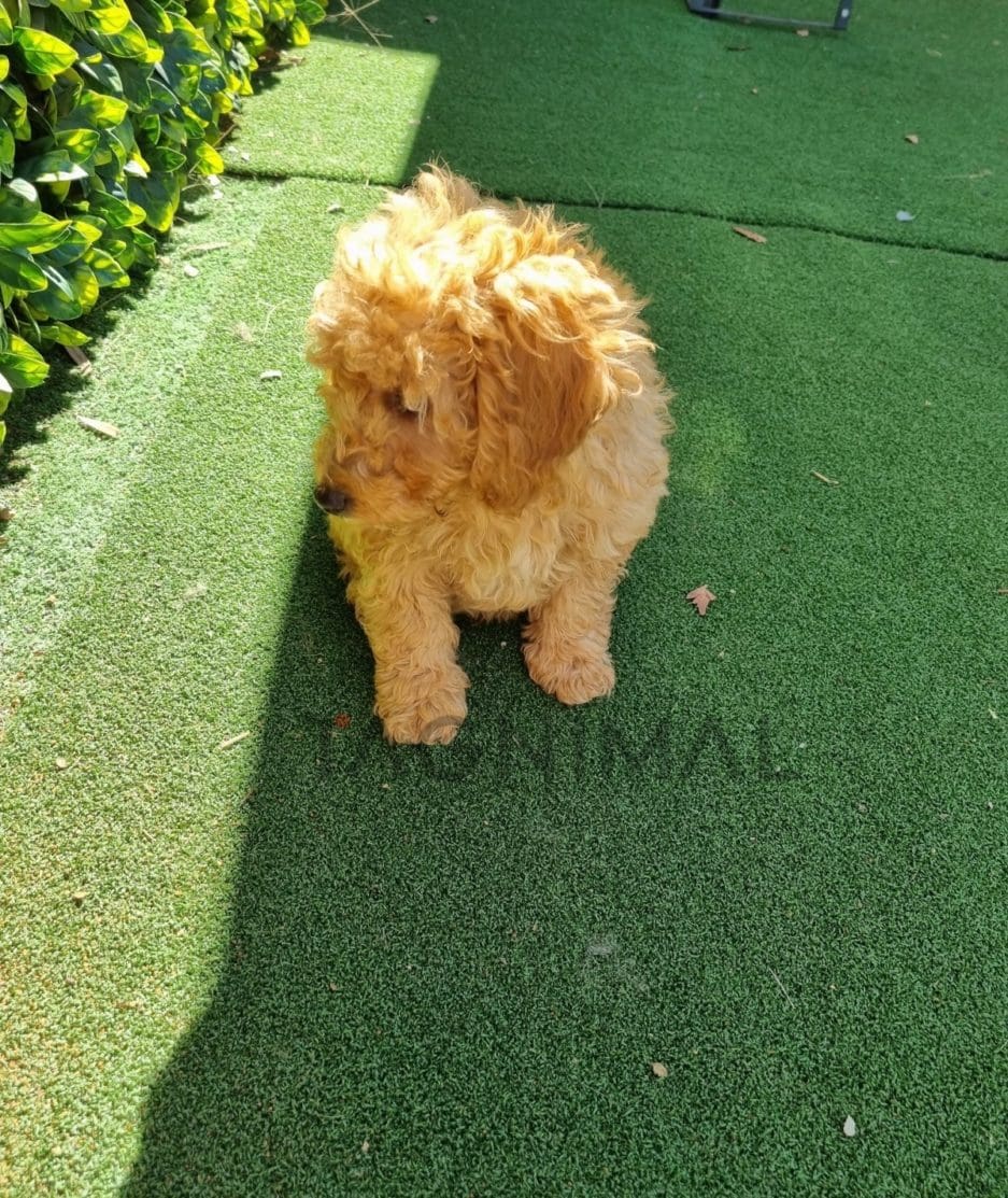 Cockapoo puppy for sale, dog for sale at Tagnimal