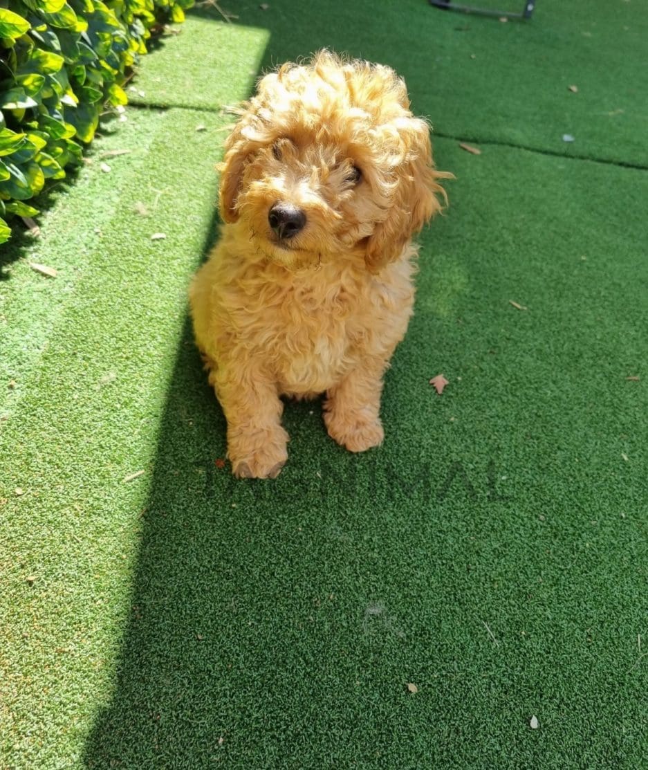 Cockapoo puppy for sale, dog for sale at Tagnimal