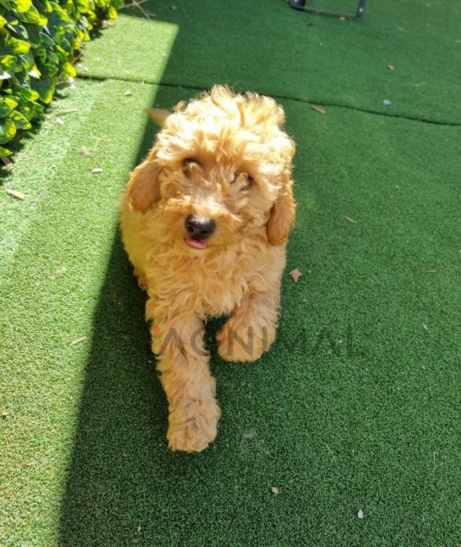 Cockapoo puppy for sale, dog for sale at Tagnimal