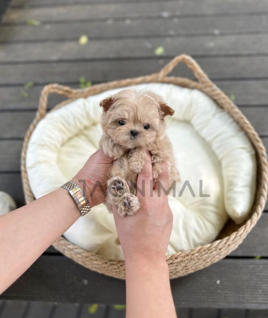 Maltipoo puppy for sale, dog for sale at Tagnimal