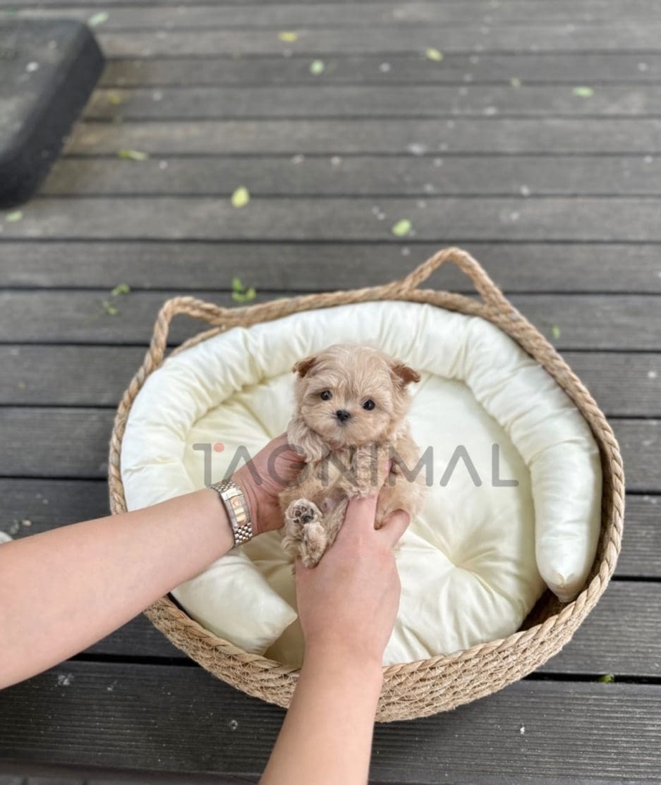 Maltipoo puppy for sale, dog for sale at Tagnimal