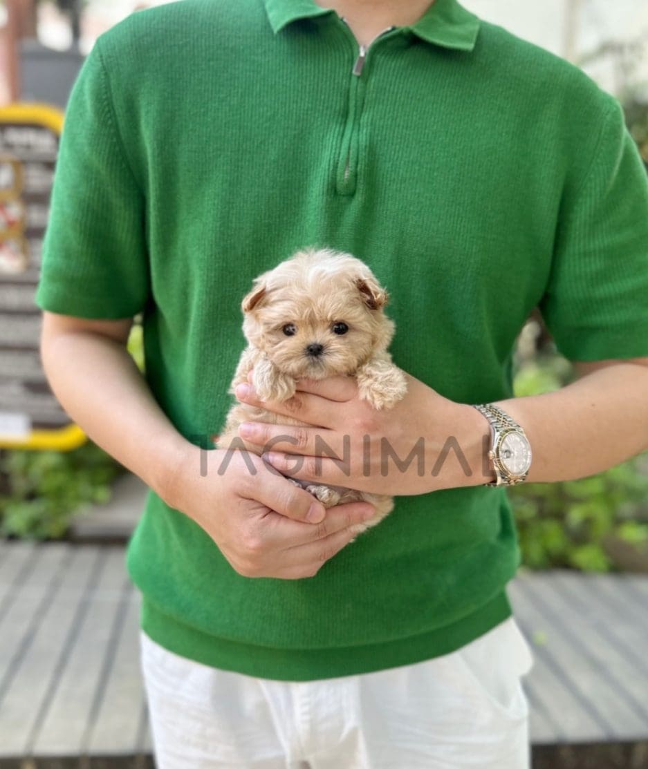 Maltipoo puppy for sale, dog for sale at Tagnimal