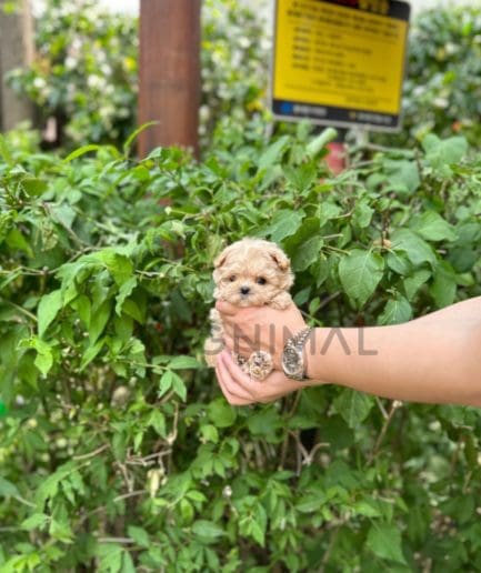 Maltipoo puppy for sale, dog for sale at Tagnimal