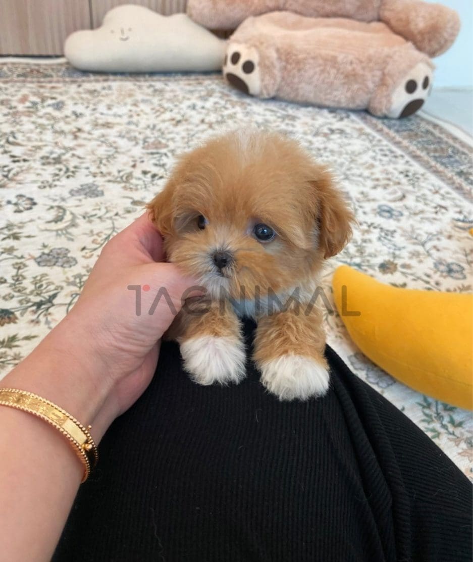 Maltipoo puppy for sale, dog for sale at Tagnimal