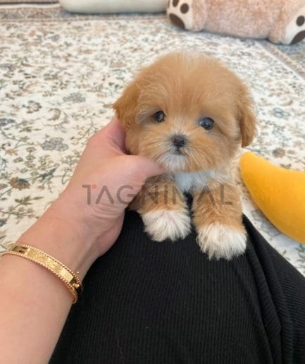 Maltipoo puppy for sale, dog for sale at Tagnimal