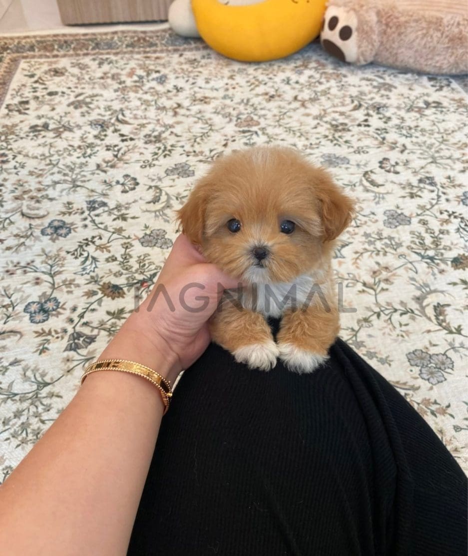 Maltipoo puppy for sale, dog for sale at Tagnimal