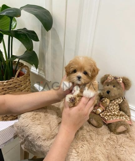 Maltipoo puppy for sale, dog for sale at Tagnimal