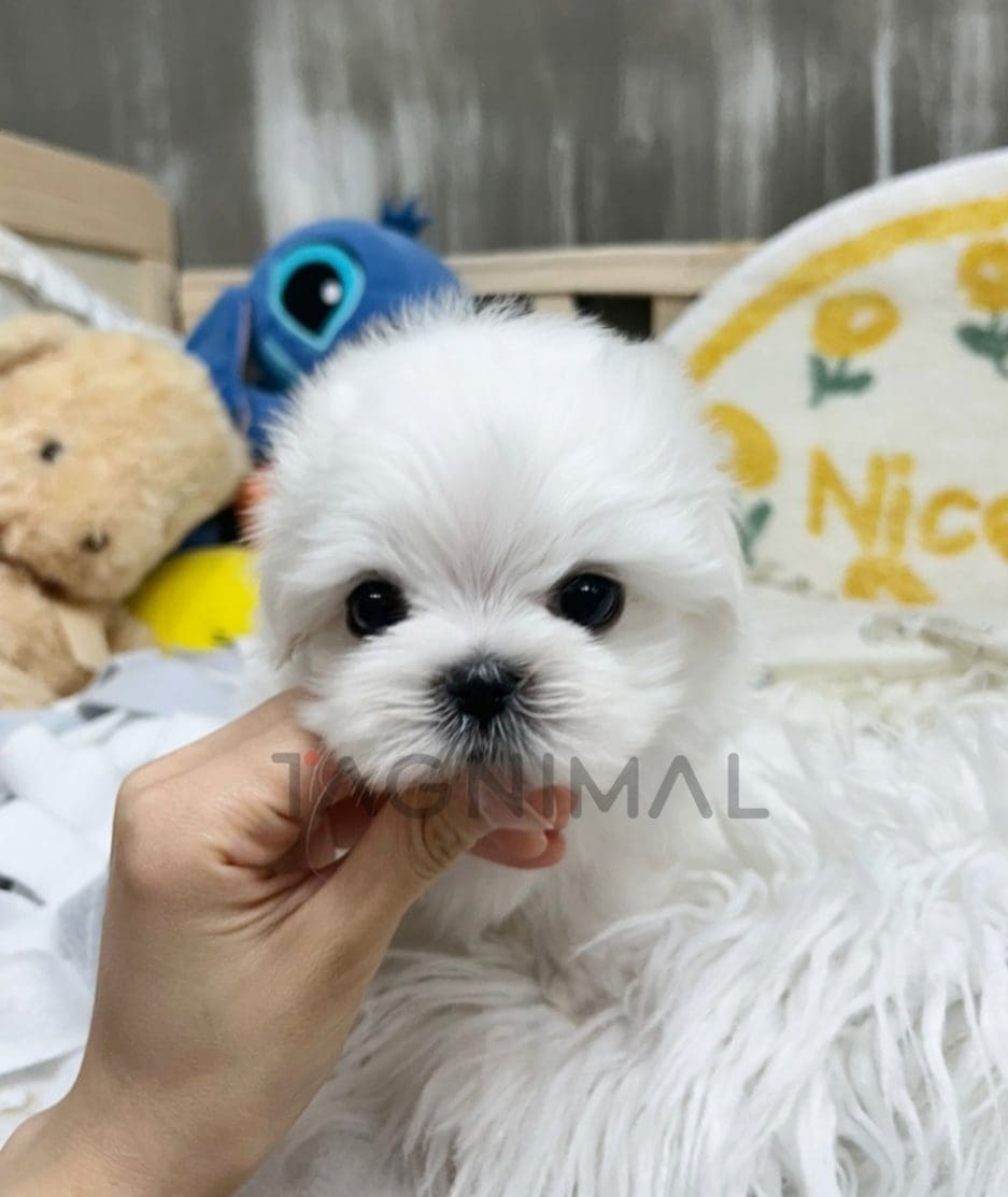 Maltese puppy for sale, dog for sale at Tagnimal