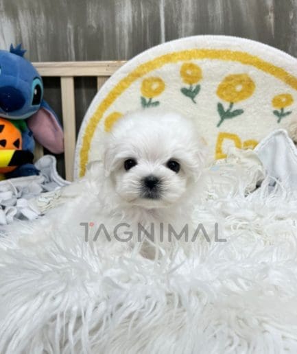 Maltese puppy for sale, dog for sale at Tagnimal