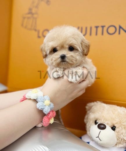 Maltipoo puppy for sale, dog for sale at Tagnimal