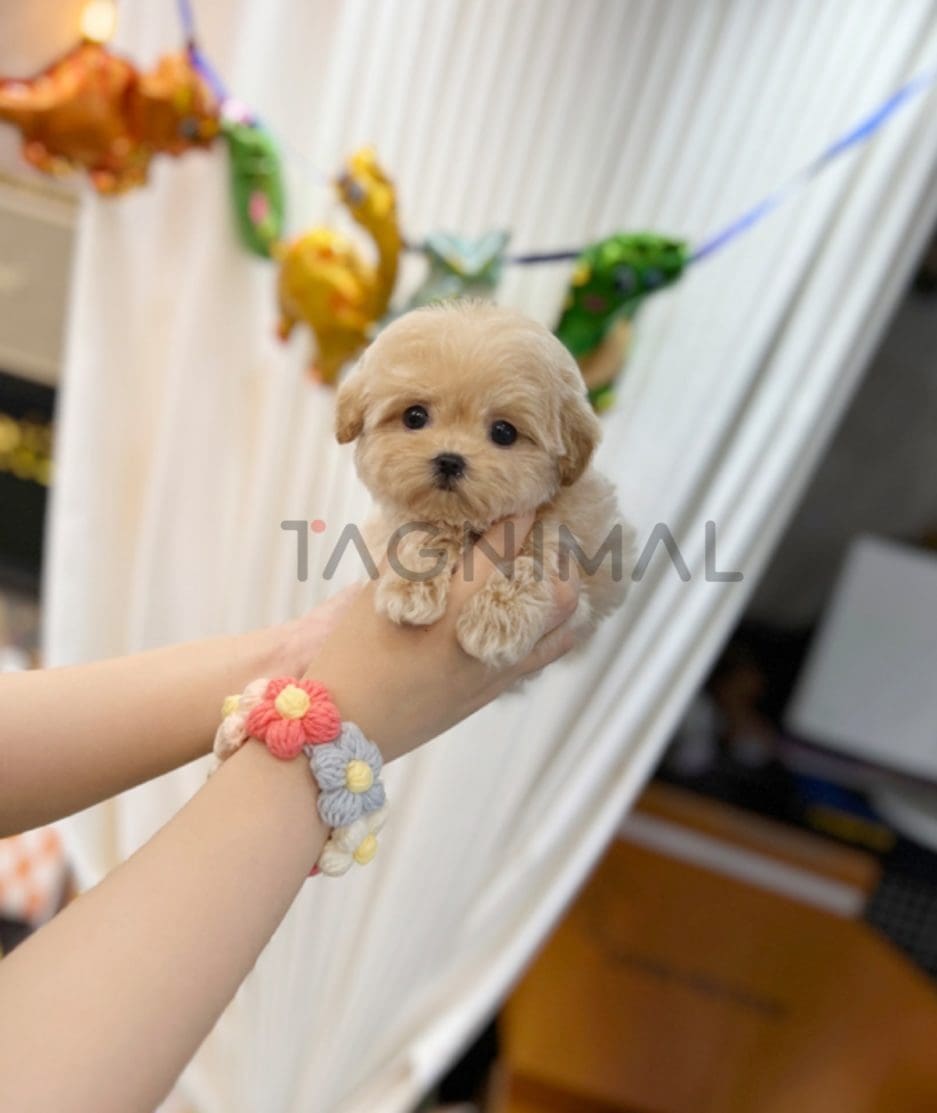 Maltipoo puppy for sale, dog for sale at Tagnimal