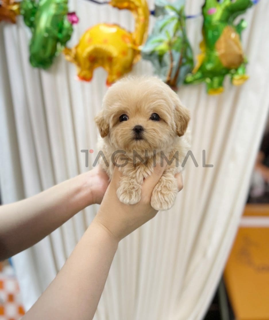 Maltipoo puppy for sale, dog for sale at Tagnimal