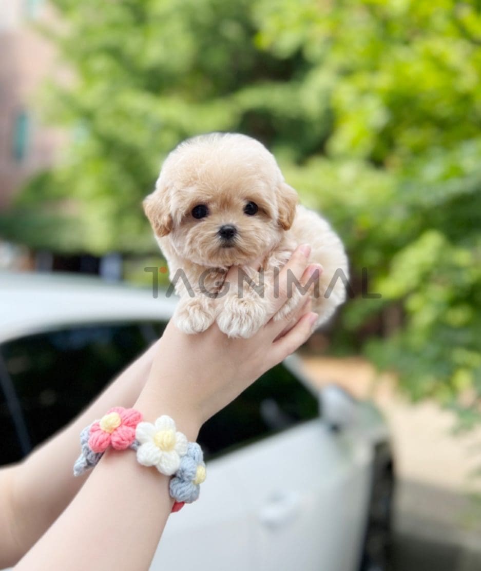 Maltipoo puppy for sale, dog for sale at Tagnimal